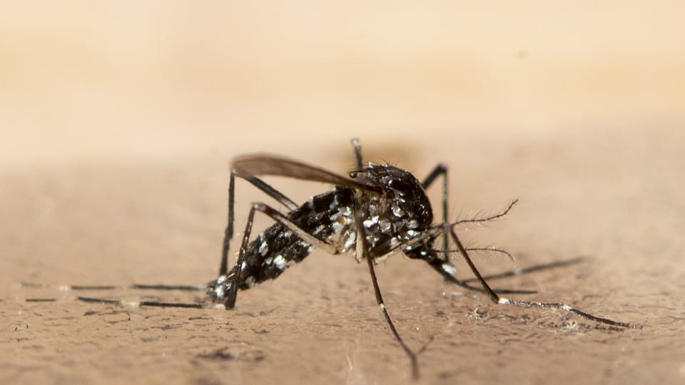 Wird es bald Dengue-Fieber in der Schweiz geben?