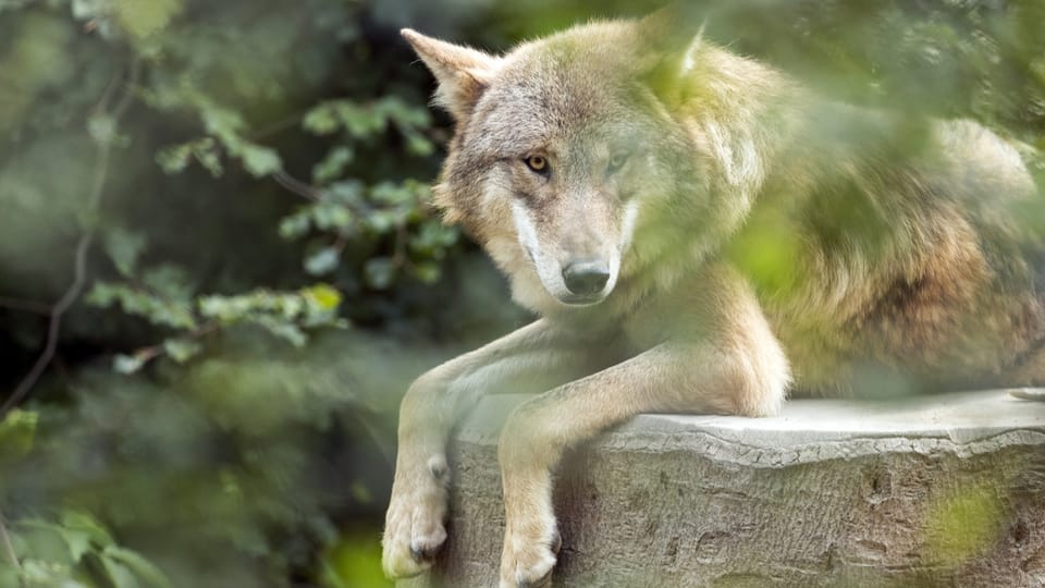 Trotz Nein zu Jagdgesetz: Die Wolfsregulierung bleibt ein Thema