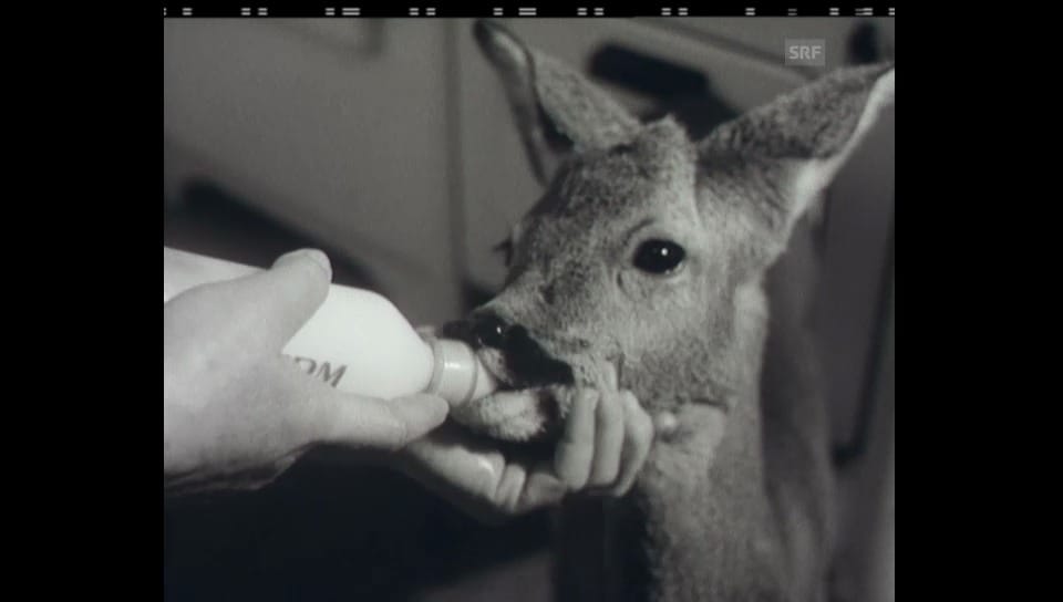 Reh als Haustier (1957)