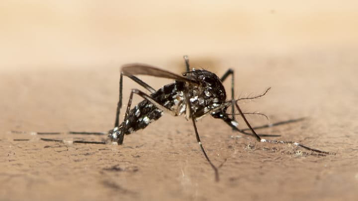 Aus dem Archiv: Erstmals Dengue-Fieber Ansteckungen nahe der Schweizer Grenzen