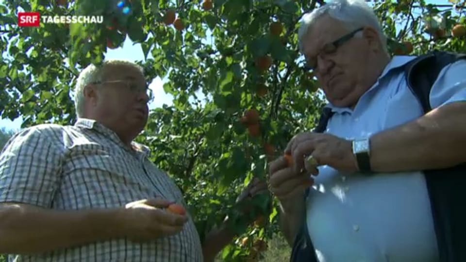 Verhagelt: Glück im Unglück bei Walliser Aprikosenernte