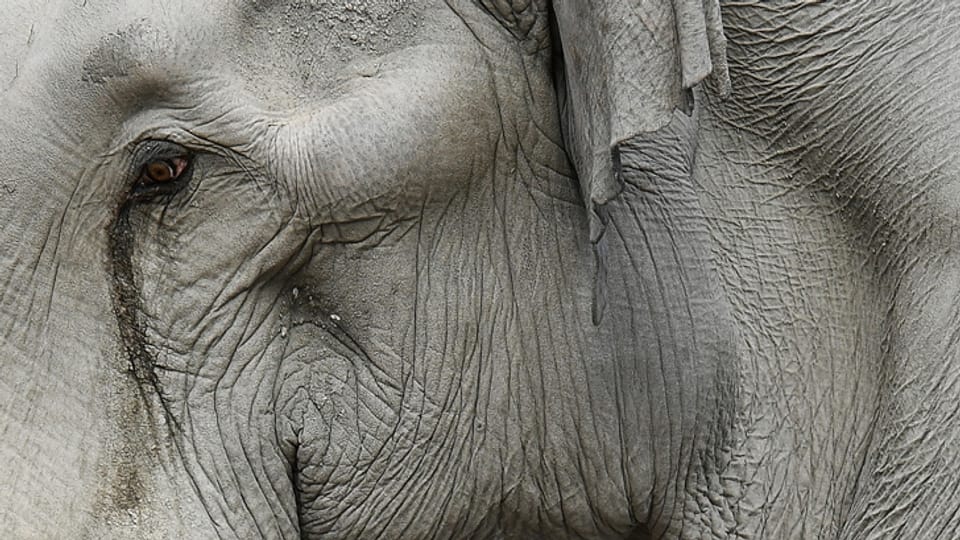 Elefantenbulle Maxi wird 50 Jahre alt