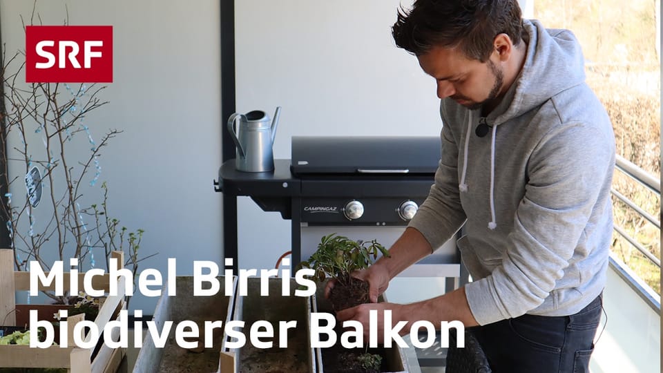Michel Birri ersetzt seine Plastikpflanzen mit Wildblumen