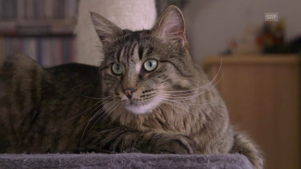 Vorschau «Tierische Freunde»: So werden Katzen stubenrein