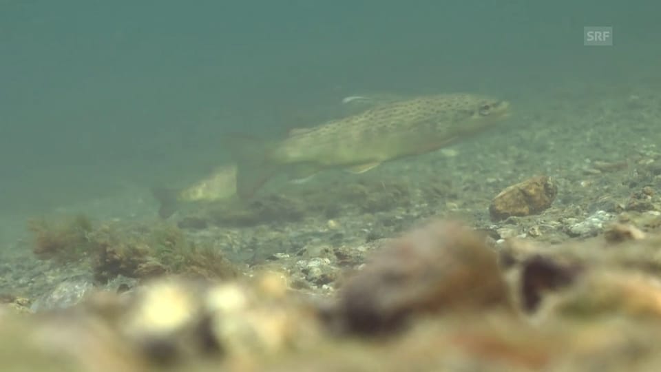 Laichfischfang Forellen Graubünden (Kamera Video: Jonas Frei)