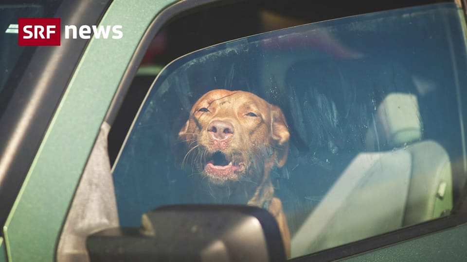 Bei Hitze Hunde nie im Auto zurücklassen