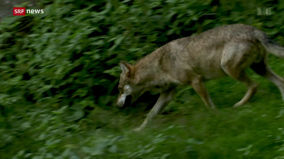 Naturschützer stoppen Wolfsjagd in Graubünden