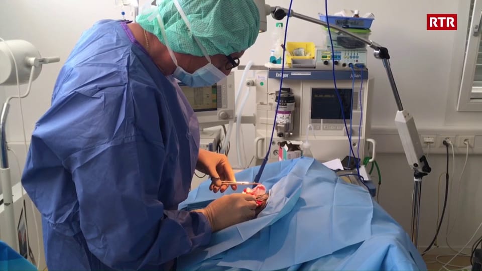 Veterinari Clinica Alpina Scuol - Operaziun d'in tumor tar in chaun