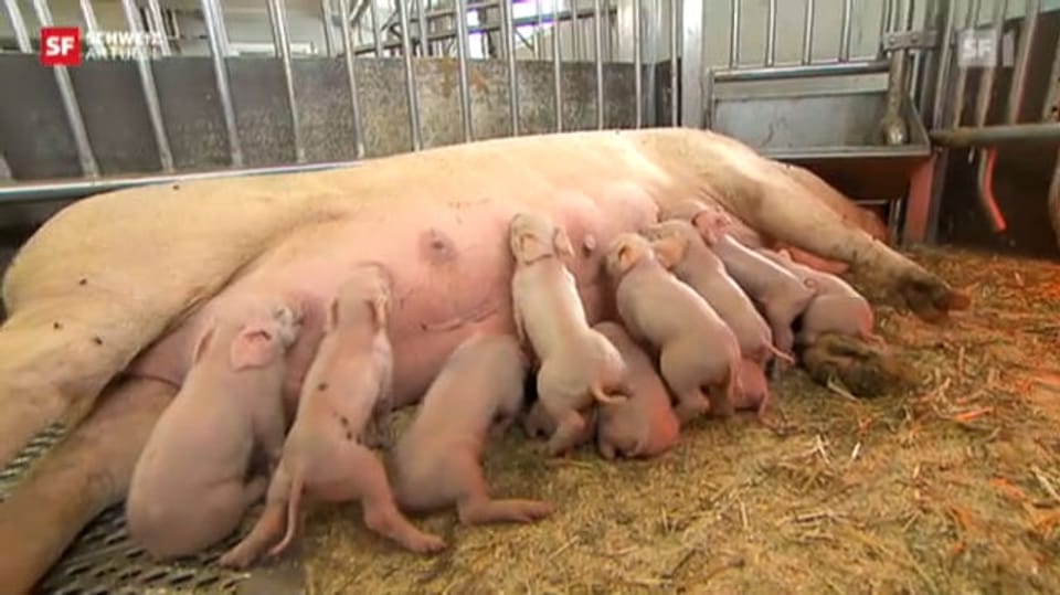 Appenzeller Schweinezüchter verunsichert