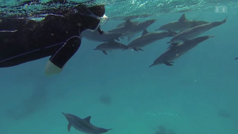 «Einstein» bei den Delfinen: Aufklärung