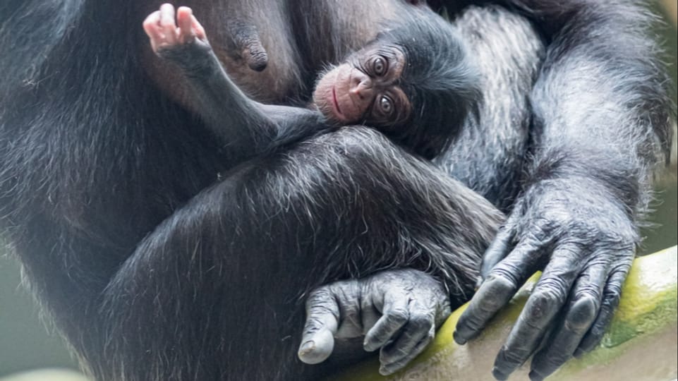 Zoo untersucht, ob Affen unter Lockdown leiden