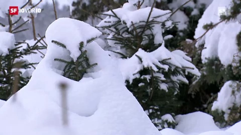 Schnee bereitet Gärtnern Probleme