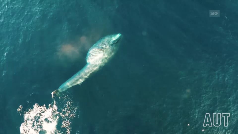 Wale beim Fressen von Plankton (ohne Ton)