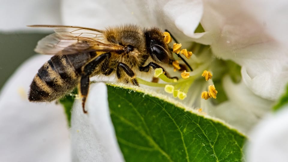 Aargauer Bienen sind gesund