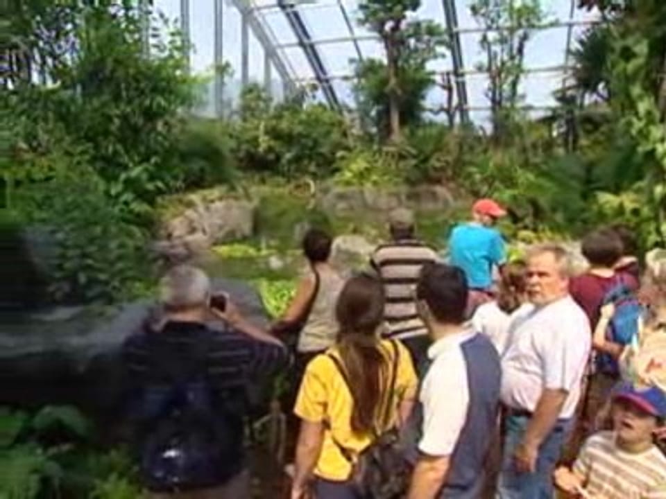 Juni 2003: Die ersten Besucher stürmen den Regenwald im Züri-Zoo