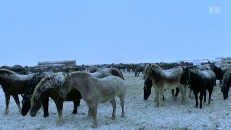 19.02.13: Tierquälerei auf Pferdefarmen: Erbarmungslose Fleischproduktion