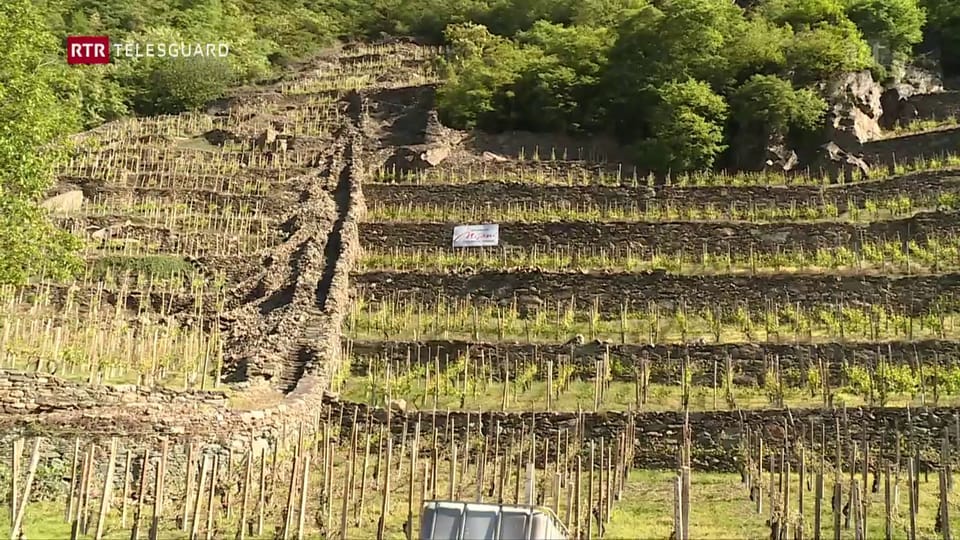 Grond donn per in viticultur da la Val Puschlav