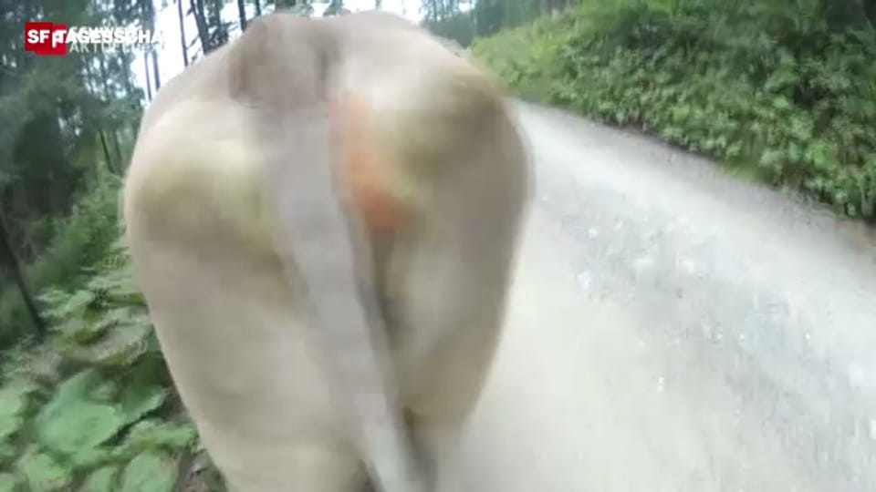 Die Kamera ist auf dem Kopf der Kuh befestigt.