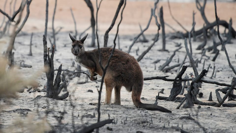 Brände in Australien: Tiere vom Aussterben bedroht