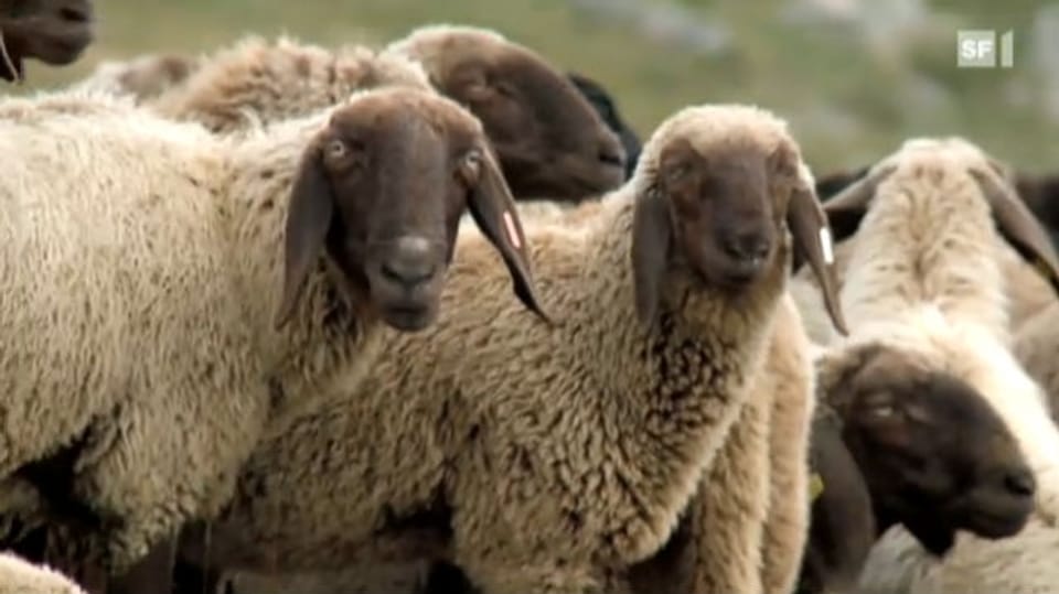 Kopf und Kragen für tausend Schafe