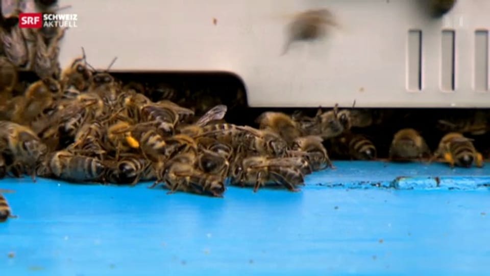 Mehr Nahrung für hungrige Bienen