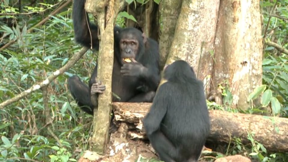 «Einstein» spezial: Schimpansen – unsere nächsten Verwandten