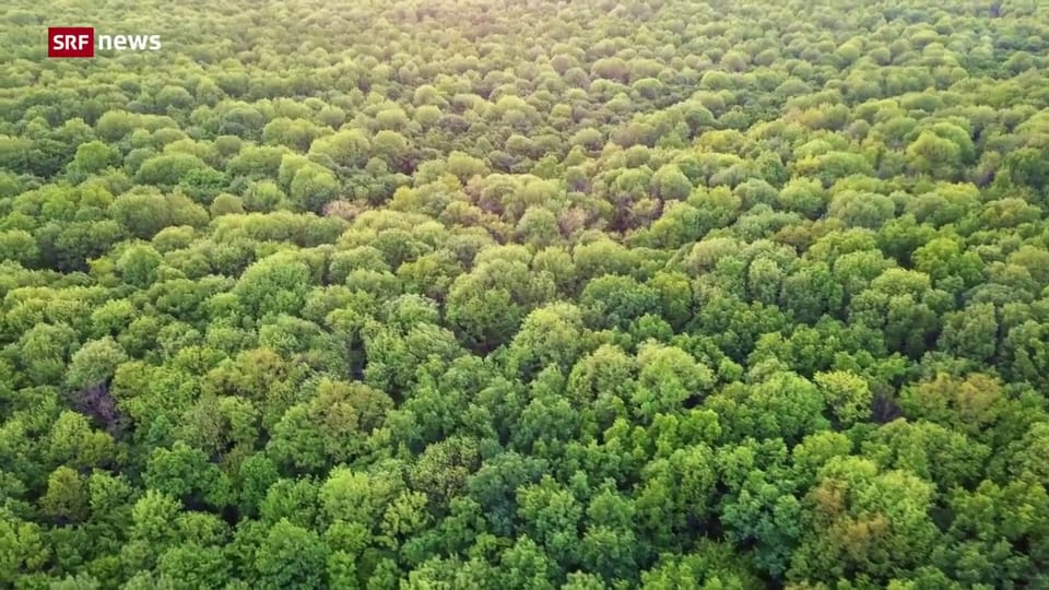 Die Bedeutung der Wälder