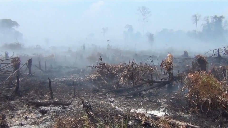 Die weitreichenden Folgen von Brandrodungen in Indonesien