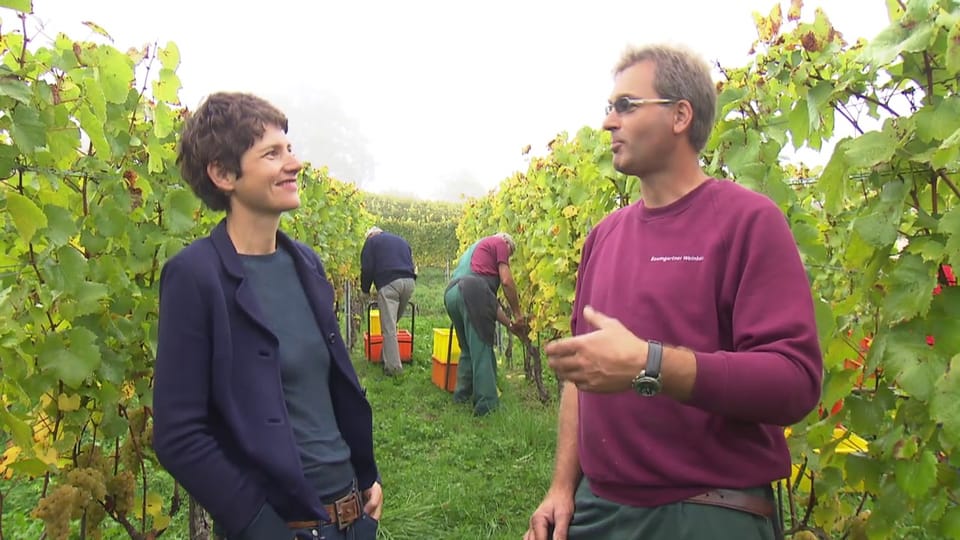 Lukas Baumgartner will koscheren Wein produzieren.