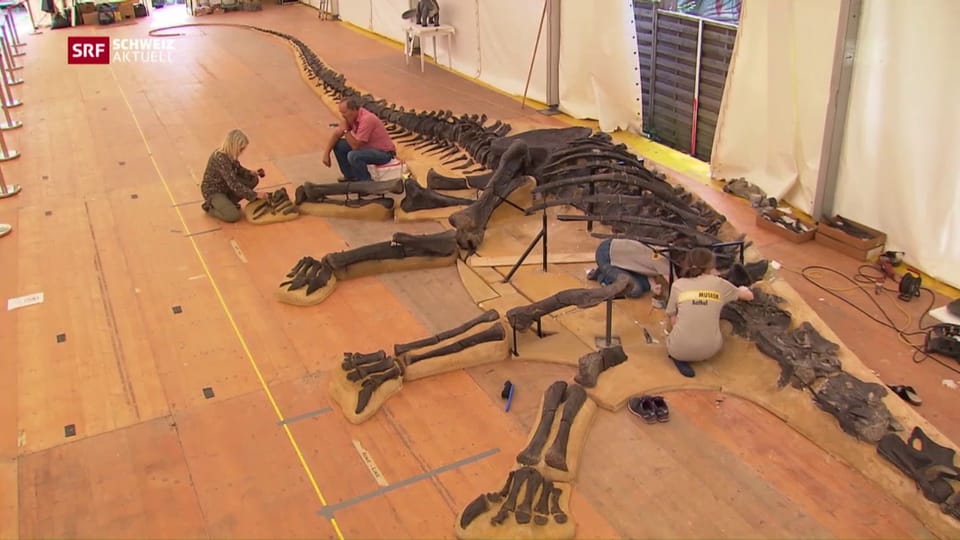 Gigantisches Dinosaurier-Skelett im Naturhistorischen Museum Genf