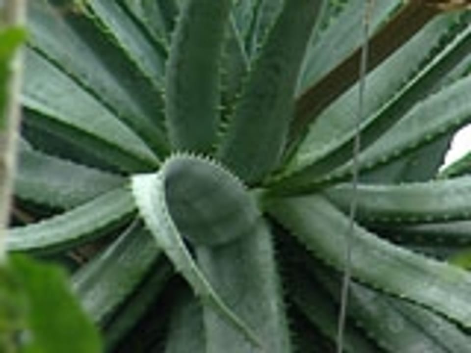 Aloe Vera: Das lukrative Geschäft mit der geheimnisvollen Wüstenpflanze