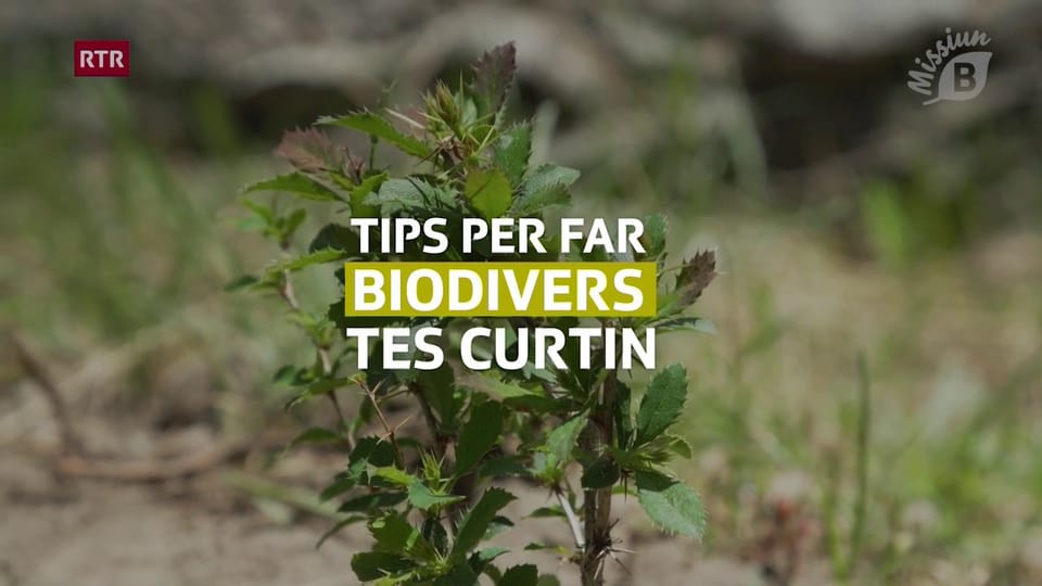 Missiun B – Tips per dapli biodiversitad en curtin