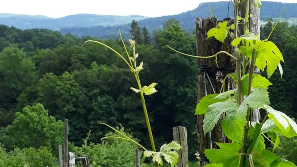 Weinbauern wollen ihre Reben nun mit Absperrbändern und Verbotsschildern schützen.