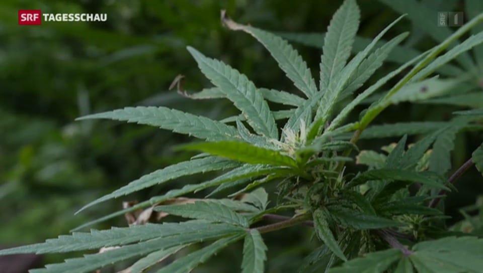 Uruguay legalisiert Cannabis