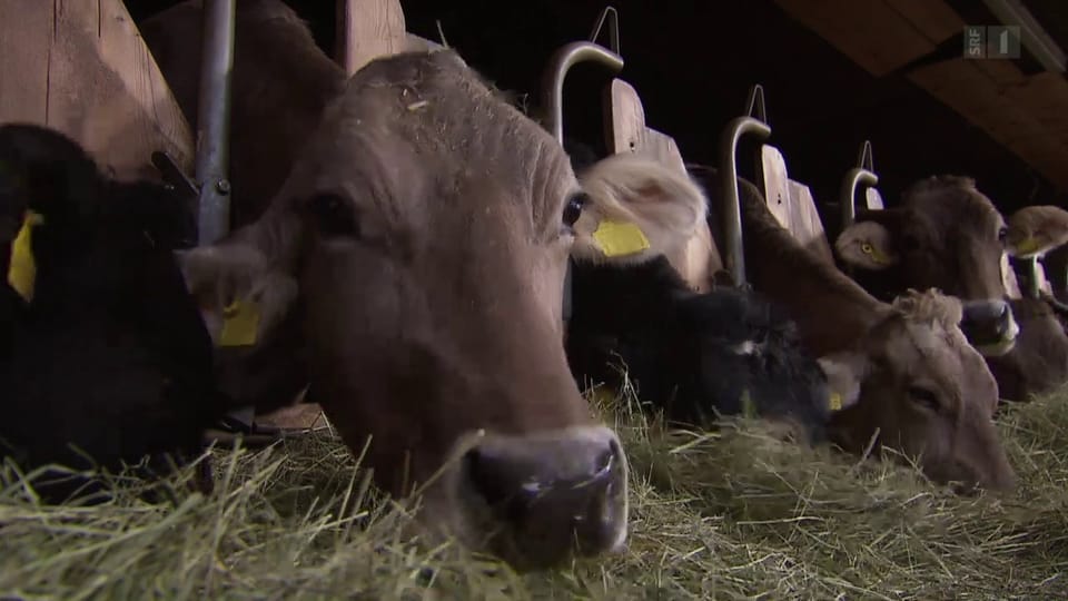 Subventionen für Milchbauern: So versickern Steuergelder