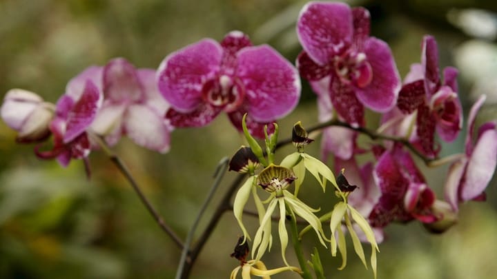 Tge sche mias orchideas na flureschan betg pli?