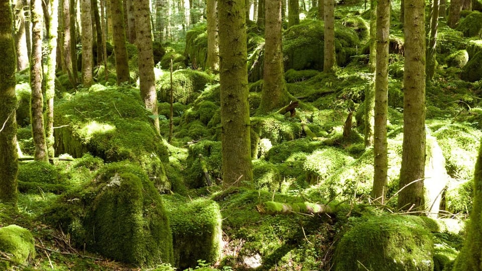 Versprochen, aber nie realisiert: Waldreservate