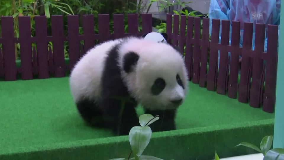 Der kleine Panda erkundet seine Umgebung