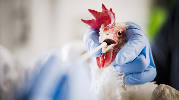 Archiv: Die Vogelgrippe breitet sich aus