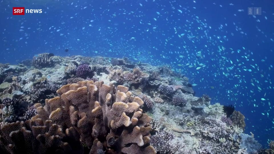 Aus dem Archiv: Great Barrier Reef soll auf Unesco-Welterbe-Liste