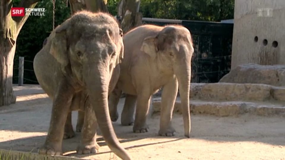 Elefantöses Dach für Elefanten im Zoo Zürich