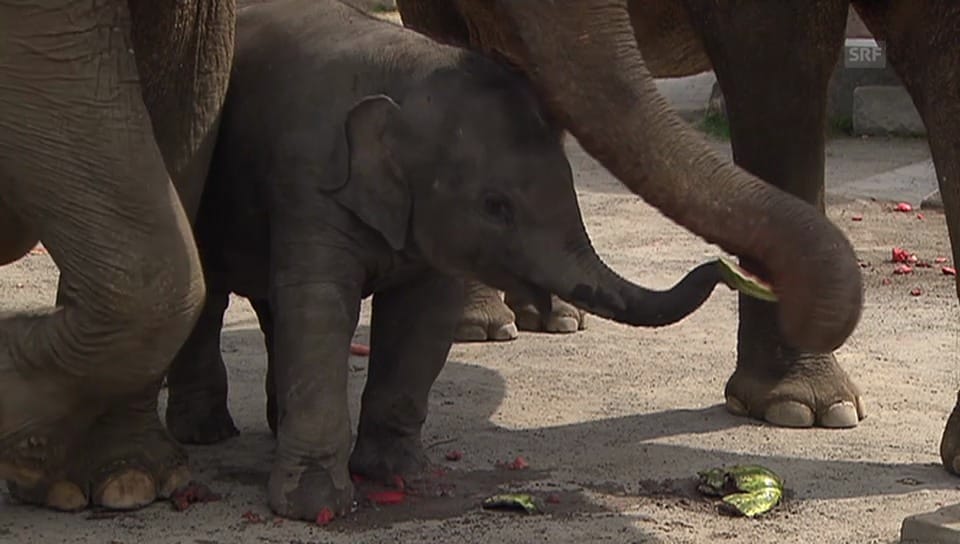 Elefantentaufe im Kinderzoo
