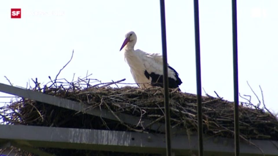 2011: Stromausfall wegen Storch in Holland
