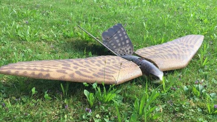 Künstlicher Raubvogel im Kampf gegen Krähen: Aargauer Gemeinde Kaiseraugst testet Roboter-Falke