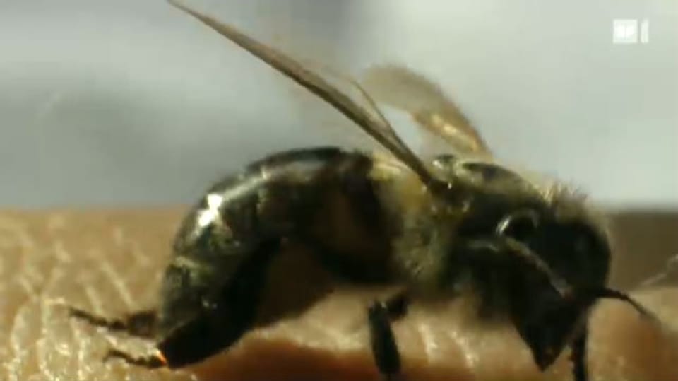 Die schaurige Schönheit des Bienenstachels