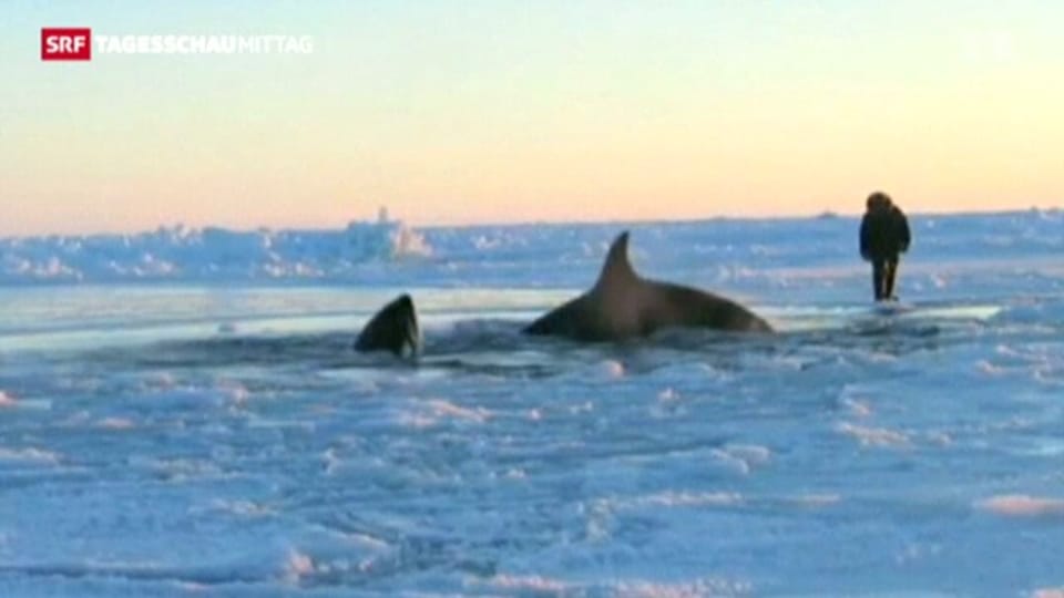 Eisdecke schliesst Wale ein – Luft holen sie am letzten Loch