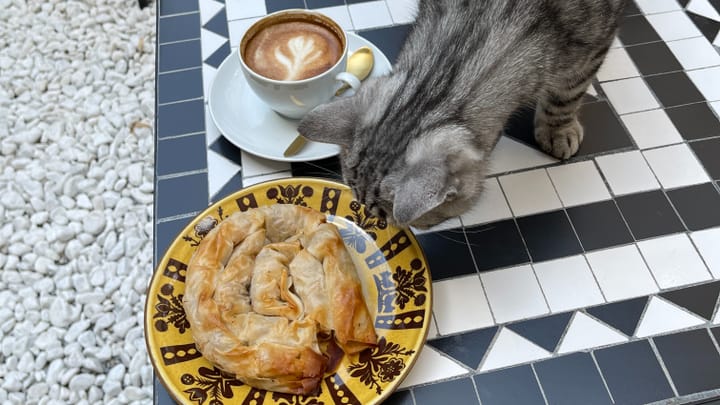 Erstes Katzencafé der Schweiz steht in Zürich