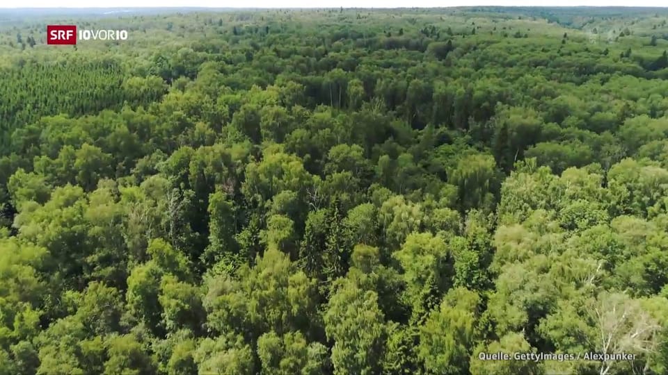 Der Wald als Klimaretter