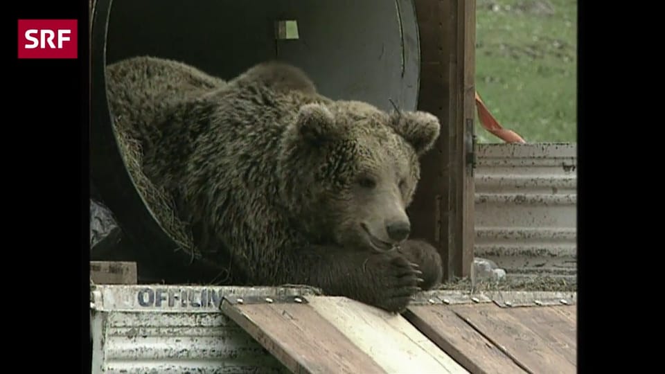 Der Bär, aus «Mehr vom Bär» vom 8.09.2005