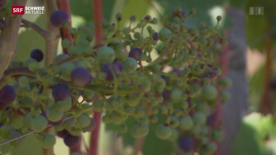 Spritzmittel zerstört Weintrauben